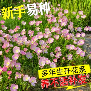 美丽月见草花种籽子多年生宿根易活四季 播种开花庭院盆栽耐寒种孑