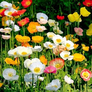 虞美人种子混色冰岛虞美人花种子春秋季播种庭院室外耐寒花种籽孑