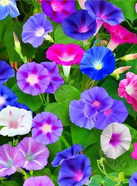 大花牵牛花种子四季播种开花爬藤观花植物庭院盆栽喇叭花种籽子