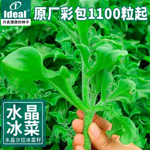 水晶冰菜种籽盆栽阳台蔬菜种子大全冰草苗秋冬季种植青菜野菜种孑