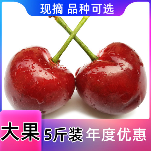 烟台大樱桃5斤美早多品种可选