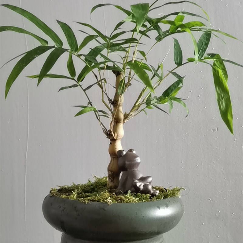 金丝佛肚竹罗汉竹盆栽植物盆景竹室内客厅书房办公桌趣味