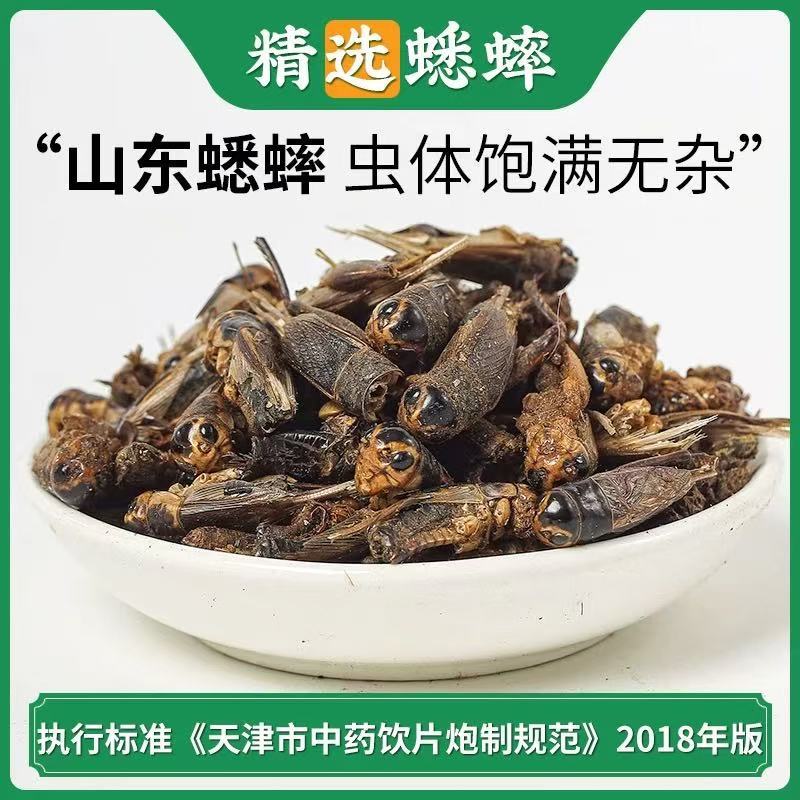 蟋蟀干中药材散装山东产干货虫子
