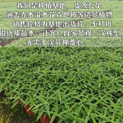 鼠尾草盆栽耐热室内庭院阳台多年生宿根花卉景观草本植物搭配植物