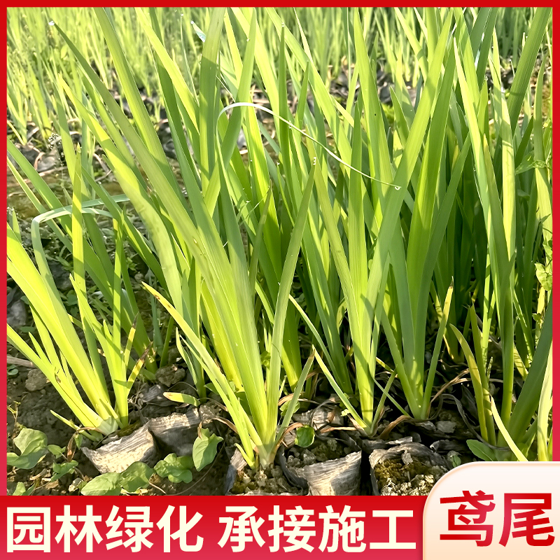德国鸢尾花苗庭院别墅花园盆栽马兰苗草本喜阴耐寒多年生水生植物
