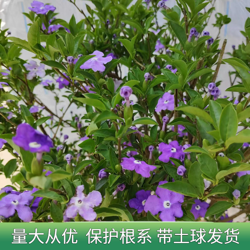 双色茉莉盆栽四季花卉室内外双色花苗浓香型多年生花期长绿植好养