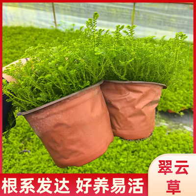 翠云草盆栽绿地球植物翠云草盆栽