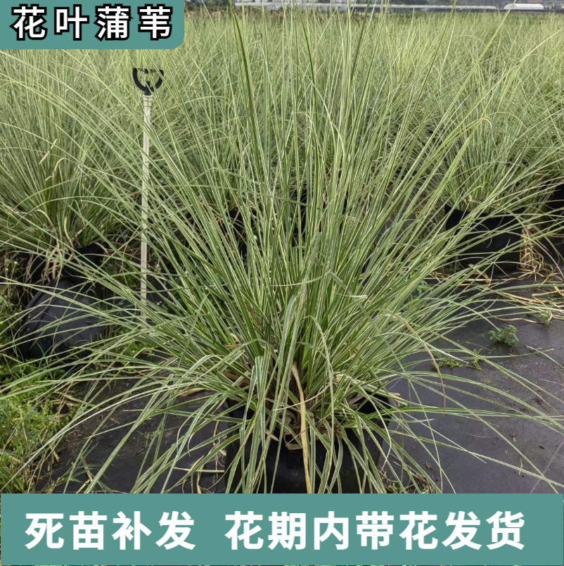 花叶蒲苇苗多年生常绿水生植物矮蒲苇庭院户外绿化花镜观赏草盆栽