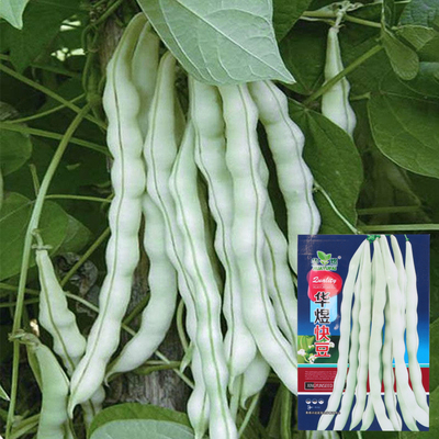 华煜快豆九粒白架豆种子豆角芸豆种籽嫩肉白棒四季豆田园蔬菜种子