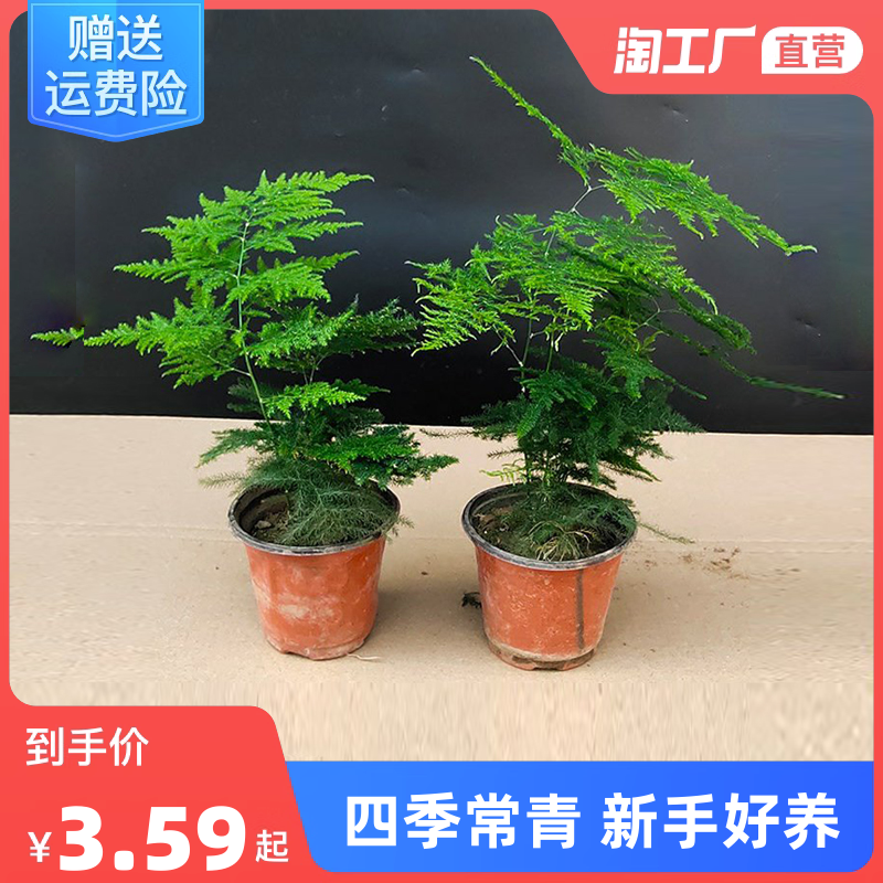 文竹绿植盆栽盆景室内桌面耐阴四季常青新手好养带盆水培土养客厅