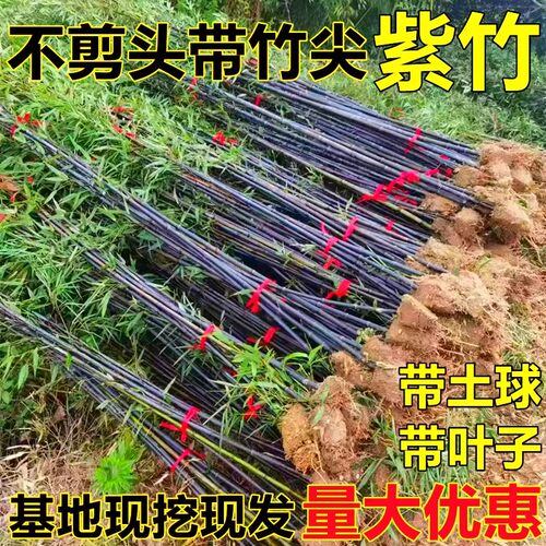 名贵紫竹苗不去头带竹尖金镶玉竹耐寒竹子苗庭院室外四季常青绿植