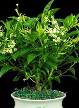 四季夜来香花树苗夜来香盆栽花卉植物室内驱蚊花苗浓香夜来香开花