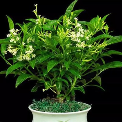 四季夜来香花树苗夜来香盆栽花卉植物室内驱蚊花苗浓香夜来香开花
