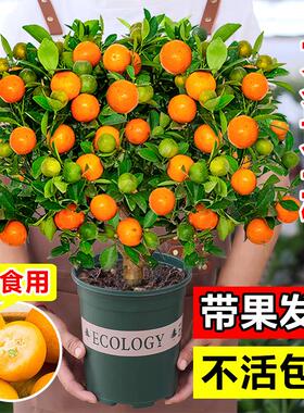 四季金桔树盆栽带果可食用金橘子树苗室内客厅招财树盆景年宵花卉
