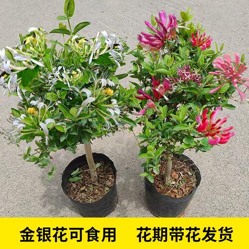 可食用金银花树苗浓香四季开花卉盆栽阳台庭院爬藤植物老桩藤本花