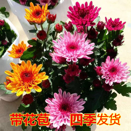 四季菊花荷兰菊盆栽带花苞花卉观花绿植室内外庭院阳台盆栽千头菊