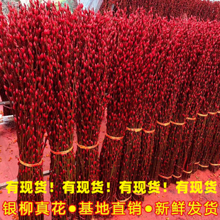 真花【精品粗支】银柳真花鲜枝红柳枝元宵客厅摆件干花红色水养