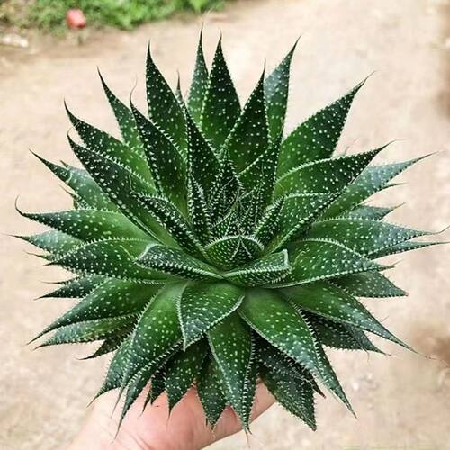 波露多肉植物大棵雪花芦荟净化空气绿植不夜城芦荟盆栽