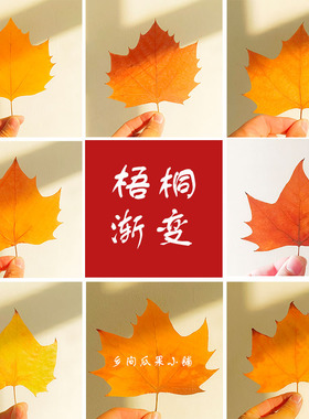 新鲜天然真树叶落叶梧桐叶树叶装饰diy干树叶创意标本 黄色梧桐叶