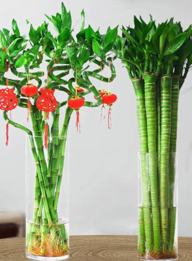 水培植物富贵竹转运竹子室内客厅绿植盆栽开运竹文昌龙竹节节高