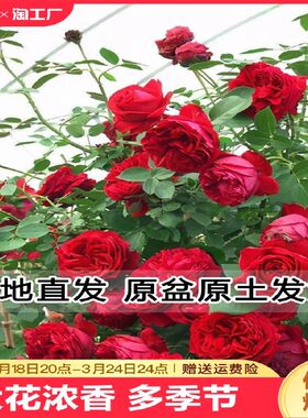 月季花苗特大花蔷薇爬藤灌木小苗盆栽四季开花浓香型庭院阳台好养