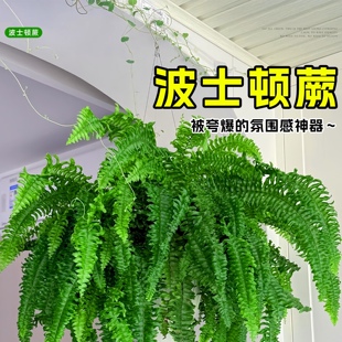 波士顿蕨盆栽蕨类植物客厅壁挂水培绿植阳台花卉室内好养四季常青