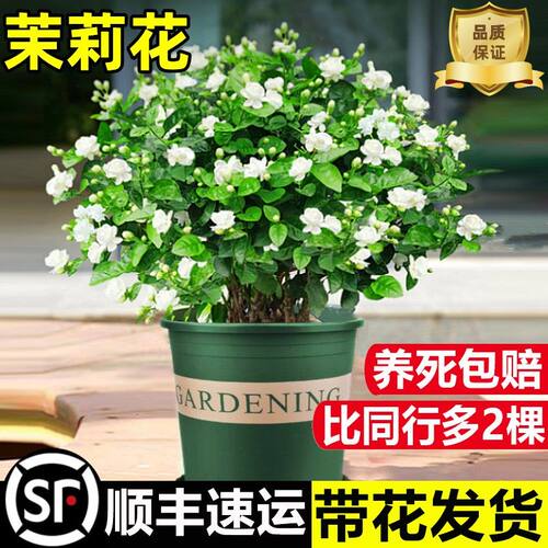 茉莉花苗盆栽带花苞九里香老桩驱蚊花卉植物室内阳台四季开花好养