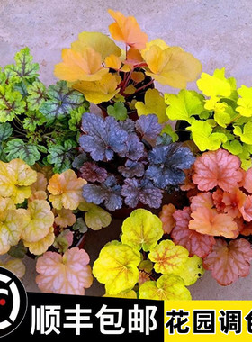 矾根盆栽花卉植物室内花苗四季常青观叶耐寒绿植庭院地被绿化花苗