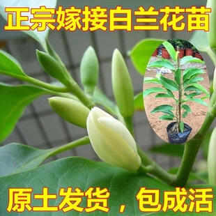 白兰花盆栽花卉四季黄角兰白玉兰花树苗浓香型老桩带花苞开花植物