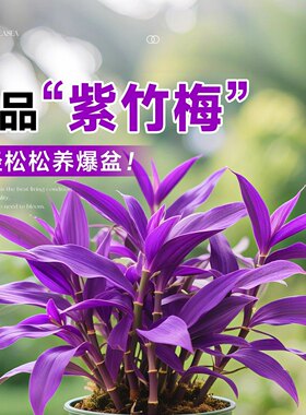紫竹梅盆栽水培植物室内好养四季花卉绿植紫罗吊兰办公室客厅桌面