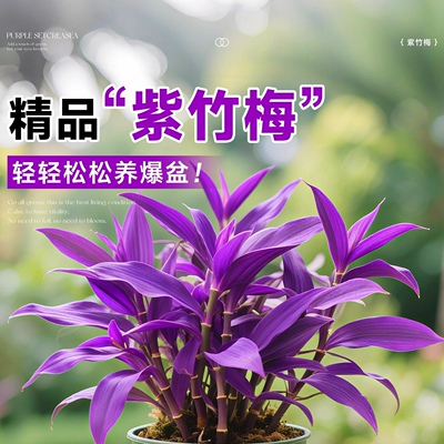 紫竹梅盆栽水培植物室内好养四季花卉绿植紫罗吊兰办公室客厅桌面