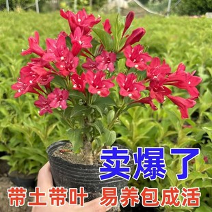 庭院绿化苗木植物工程用苗 耐寒锦带花 红王子锦带苗 绿蓠植物