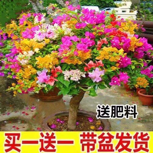 重瓣三角梅盆栽带花植物耐寒庭院爬藤老桩勤花四季开花新品种绿樱