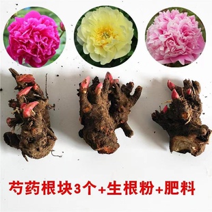 3棵芍药花苗重瓣带芽根块四季开花落日珊瑚芍药种根盆栽花卉植物