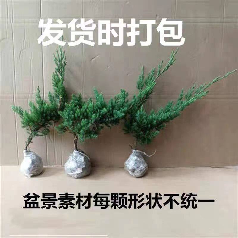地柏苗树桩地柏树苗盆景地柏盆栽迎客松小苗沙地柏苗龙柏树苗四季