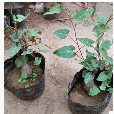 何首乌苗子 何首乌盆栽.爬藤何首乌盆栽苗子何首乌种植苗