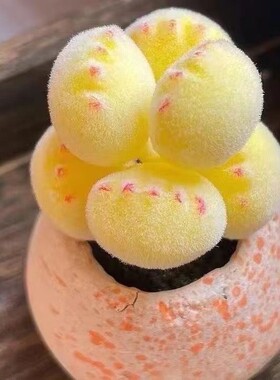 多肉熊爪植物熊童子【锦】黄色熊掌新款多肉室内阳台桌面盆栽