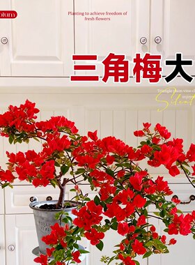 重瓣三角梅四季盆栽中国红带花高端老桩特大号大花绿樱阳台开花卉