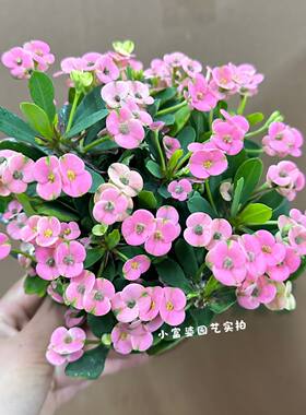 新品虎刺梅盆栽花卉植物室内办公桌四季常青净化空气好养活绿植