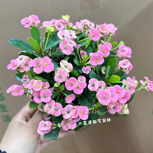 新品虎刺梅盆栽花卉植物室内办公桌四季常青净化空气好养活绿植