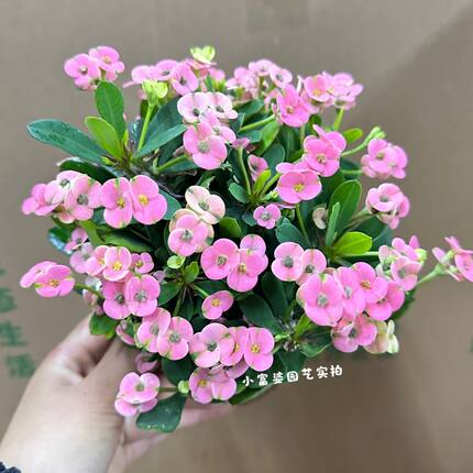新品虎刺梅盆栽花卉植物室内办公桌四季常青净化空气好养活绿植
