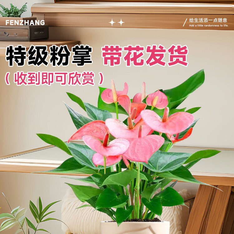 粉掌盆栽带花水培植物室内好养四季花卉绿植网红草适合懒人养的花图片