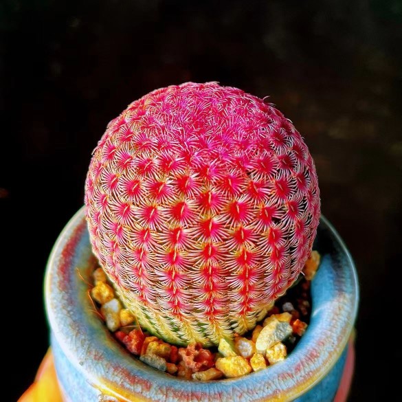 实生红太阳仙人球盆栽室内多肉植物无...