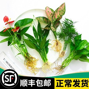 花卉植物室内花水培绿植盆栽四季 水生好养活绿萝富贵文竹芋红白掌