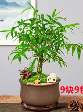 佛肚竹 竹子 紫竹大型四季盆栽客厅阳台摆放盆景庭院种植绿植花卉