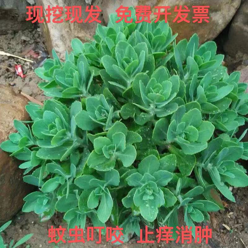 八宝景天蝎子草华丽三七蚊虫叮咬止痒跌打损伤盆栽绿植多年生