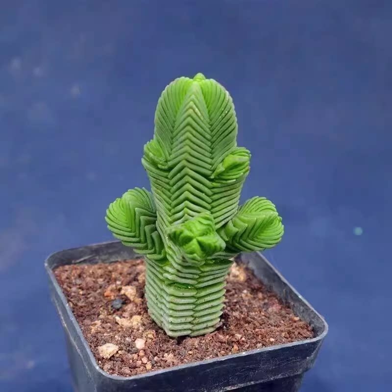 大肉达摩绿塔方塔花卉多肉植物绿植盆栽阳台办公室桌面迷你萌肉肉图片