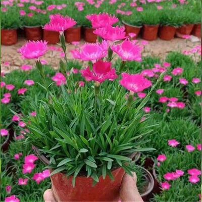 欧石竹花苗耐热带花常绿耐寒欧石竹草坪盆栽小苗室外庭院花卉阳台