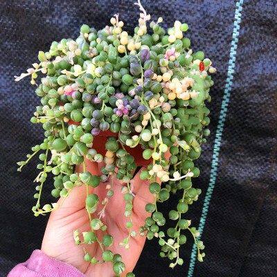 佛珠吊兰紫玄月情人泪阳台垂吊多肉植物珍珠吊兰小盆栽四季好养活
