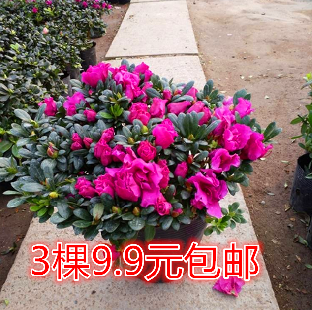 四季开花映山红杜鹃花苗盆栽室内庭院植物杜娟花树状盆带花苞发货